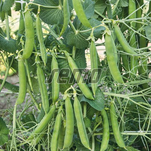 Cukurzirņi Antony - JAUNUMS 2026! ( 100g paciņa)